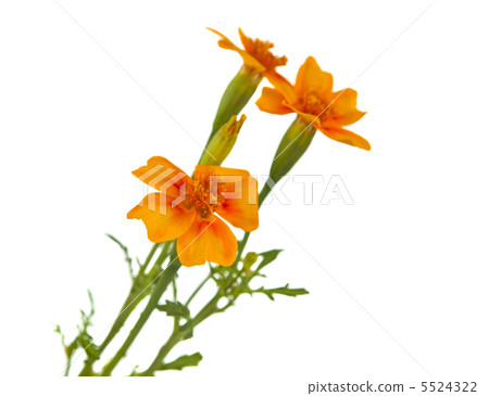marigold flower marigold flower 5524322