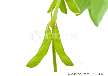 Green soybean pods isolated Green soybean pods isolated 5524323