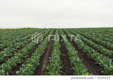 green cabbage field green cabbage field 5524325
