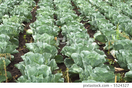 cabbage cabbage 5524327