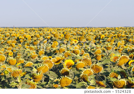 Endless field Endless field 5524328