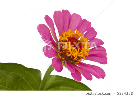 Pink Zinnia isolated Pink Zinnia isolated 5524338