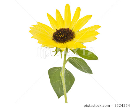 yellow flower isolated 5524354