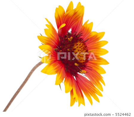 Gaillardia flower Gaillardia flower 5524462
