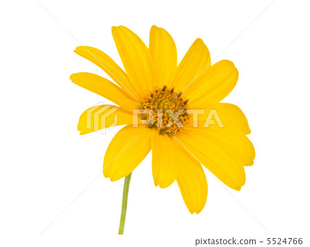 yellow flower isolated yellow flower isolated 5524766
