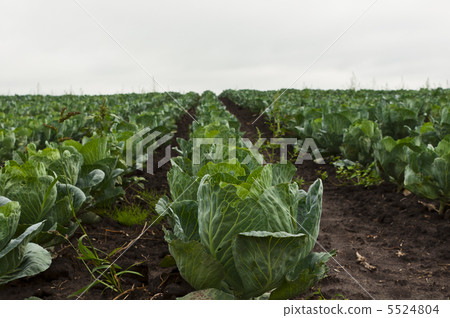 green cabbage field green cabbage field 5524804