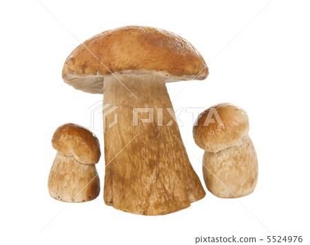 ceps isolated ceps isolated 5524976