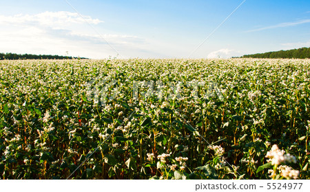 buckwheat field buckwheat field 5524977