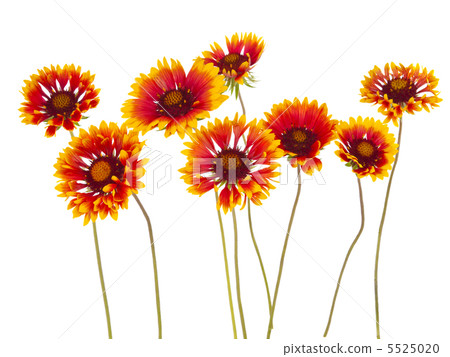 Gaillardia flower Gaillardia flower 5525020