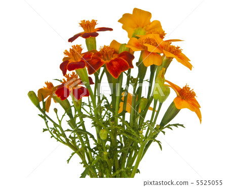 marigold flower marigold flower 5525055
