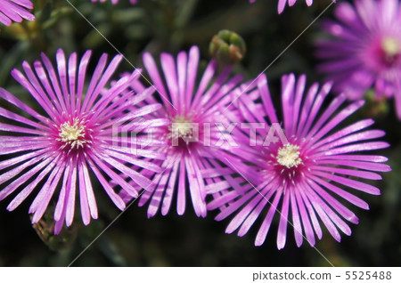 利文斯頓雛菊 利文斯頓雛菊 5525488
