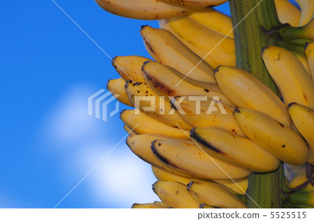 藍天和島嶼香蕉（上） 5525515