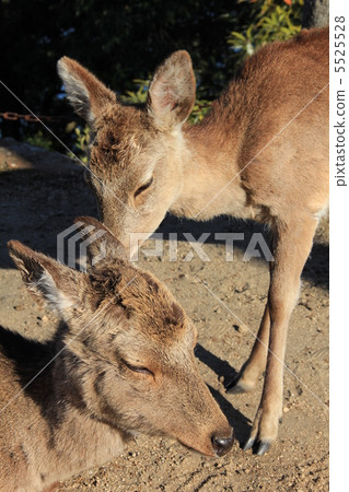Deer parent and child 5525528