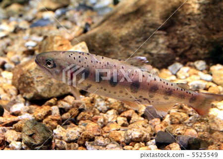 Fried rice cake Fried rice cake 5525549