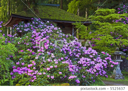 Kaneko Sanjyosen的Shiroshi Kaneko Sanjyosen的Shiroshi 5525637