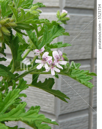 Centered geranium 5525734