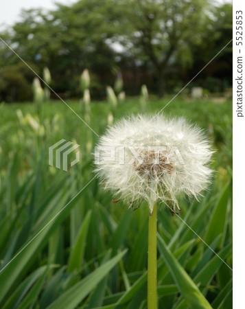 蒲公英棉帽 5525853