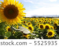 Sunflower field 5525935