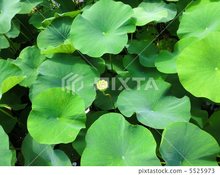 Lotus fruit 5525973