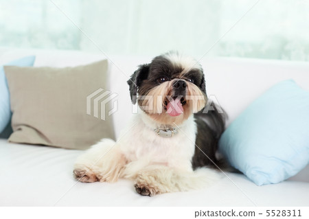 Shih-tzu dog Shih-tzu dog 5528311