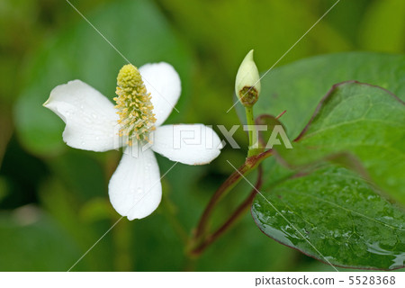 Hokkaido Hokkaido 5528368