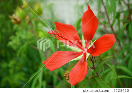 Awao Aoi (Momiji Aoi) Flower language: mildness Hibiscus coccineus Awao Aoi (Momiji Aoi) Flower language: mildness Hibiscus coccineus 5528410