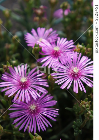 Livingston Daisy 5528451