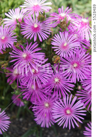 Livingston Daisy 5528489