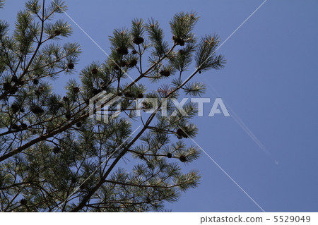 Pine leaves Pine leaves 5529049