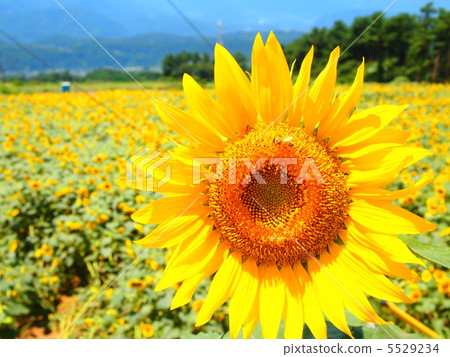 A sunflower of Akeno 5529234