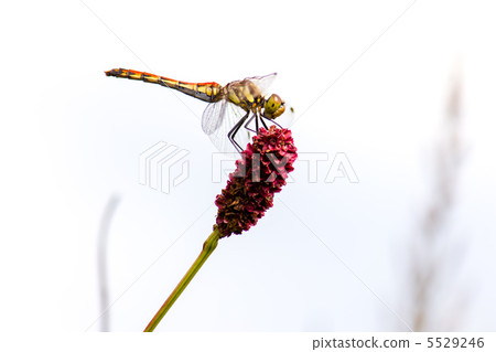 地榆 地榆 5529246