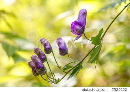 附子 附子 5529252