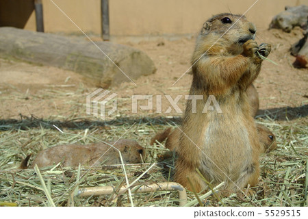 Prairie dog 5529515