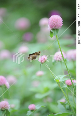 Seselis吮吸仙石的花蜜 Seselis吮吸仙石的花蜜 5529536