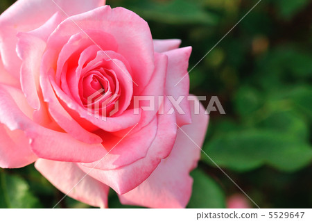 羅斯（艾科公主） 5529647