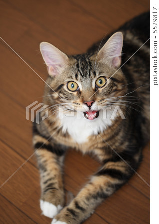 主浣熊抬頭 5529817