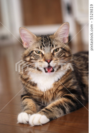 打開緬因州浣熊口 5529819