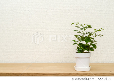 Foliage plant  5530102