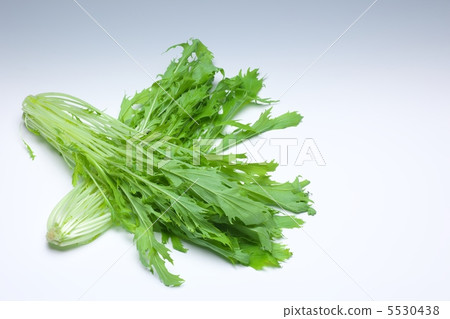 水菜 水菜 5530438