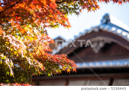 Autumn leaves of Miyajima 5530443