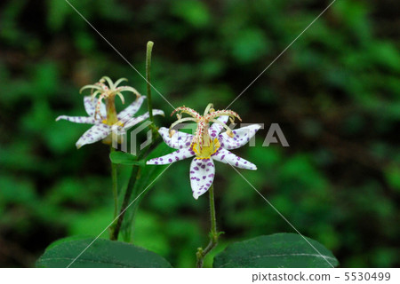 燕尾屁股 5530499