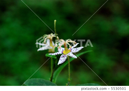 燕尾屁股 5530501