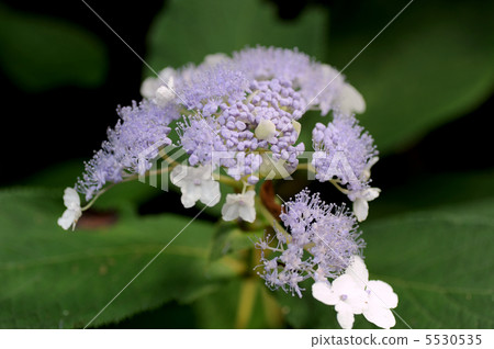 Hydrangea indica Hydrangea indica 5530535