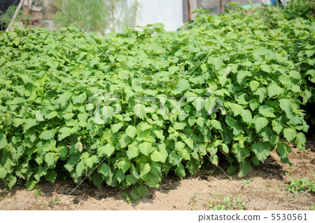 Blue shiso 5530561
