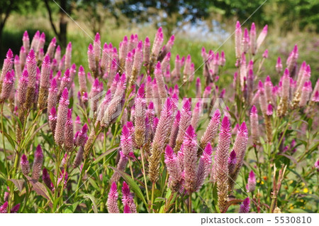 Chicken head Chicken head 5530810