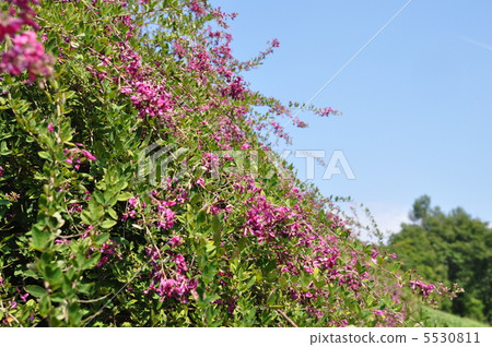 Hagi flower Hagi flower 5530811