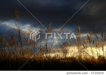 Susuki的神 Susuki的神 5530929