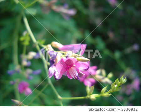 Bush clover 5530932