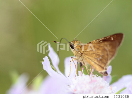 One-letter horse and pinworm 5531086