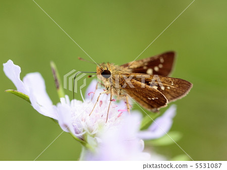 One-letter horse and pinworm 5531087